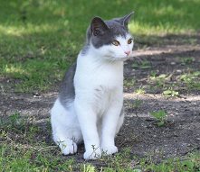 Farm cat