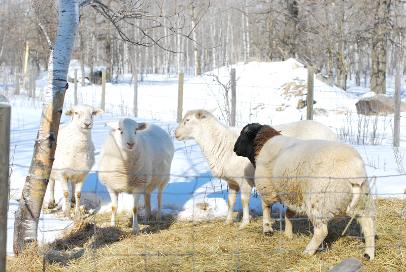 Sheep